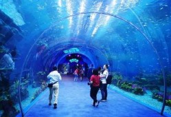 海洋赛季爆料视频下载