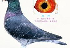 李诞最新爆料信鸽视频,一场跨越千里的神秘之旅