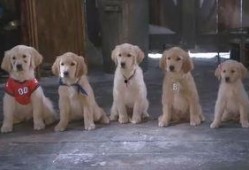 免费雪狗兄弟在线观看,冬日欢乐动画盛宴