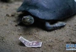 广州乌龟爆料事件视频,揭秘背后惊人真相