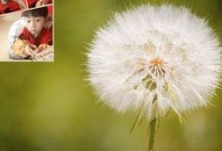 蒲公英土豆在线观看,在线观看，感受田园诗意